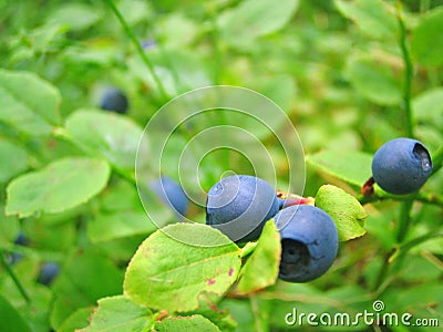 Ripe growing blueberries Stock Photo