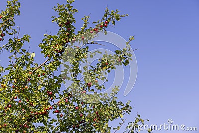 ripe harvest of large cherry plum in the summer Stock Photo