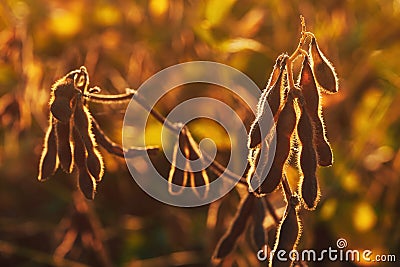 Ripe harvest ready soybean (Glycine max) crop plantation in summer sunset Stock Photo