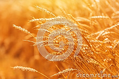 Ripe harvest ready wheat in field Stock Photo