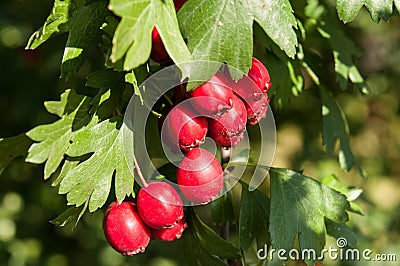 Ripe hawthorn in autumn Stock Photo