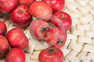 Ripe hawthorns Stock Photo