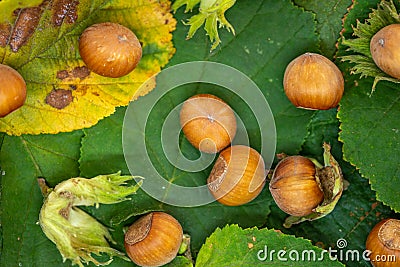 Ripe hazelnuts on leafs Stock Photo