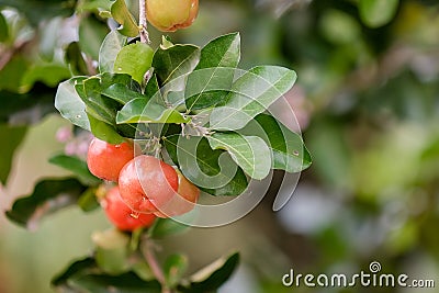 Ripe herries on tree Stock Photo