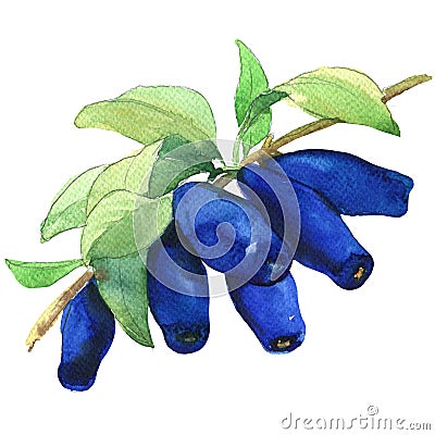 Ripe Honeyberries, Honeysuckle Berries branch isolated, watercolor illustration on white Cartoon Illustration