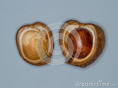 Ripe Horse Chestnut pod bursting open revealing the seed inside Stock Photo