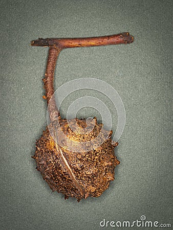 A Ripe Horse Chestnut seed pod attached to a small twig Stock Photo