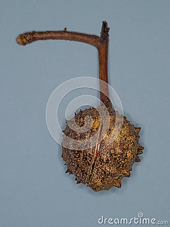 A ripe Horse Chestnut seed pod attached to a small twig Stock Photo