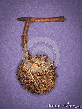 Ripe Horse Chestnut seed pod photographed with a ring flash Stock Photo