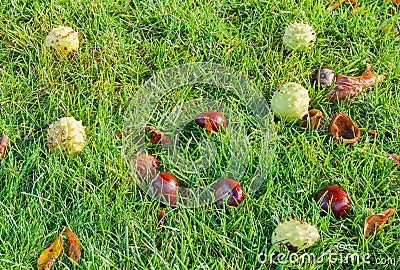 Ripe horse chestnuts among of the grass on a lawn Stock Photo