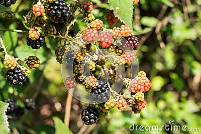 Ripe and immature fruits of wild blackberry Stock Photo