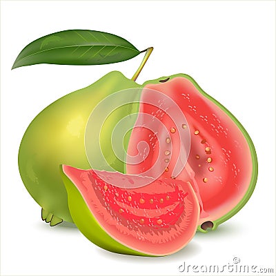 Realistic illustration guava. Fresh whole guava with leaves, half guava and slice isolated on white background. Vector Illustration