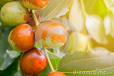 Ripe jojoba fruits on a tree branch. Chinese date on a branch Stock Photo