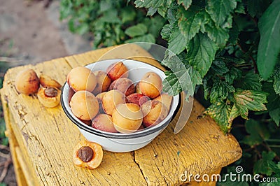 Ripe juicy homemade apricots with cracks and flaws in the plate on a yellow wooden chair in the green bushes of the garden Stock Photo