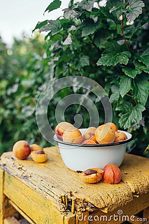 Ripe juicy homemade apricots with cracks and flaws in the plate on a yellow wooden chair in the green bushes of the garden Stock Photo