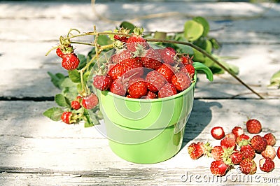 Ripe juicy red strawberries in a sunny summer day Stock Photo