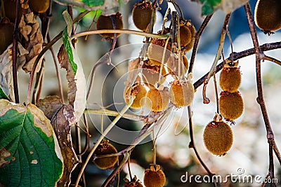 Ripe kiwi fruit hanging on a kiwi bush Stock Photo