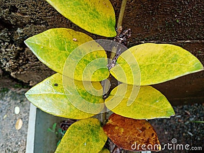 This is a ripe leaves and tree Stock Photo