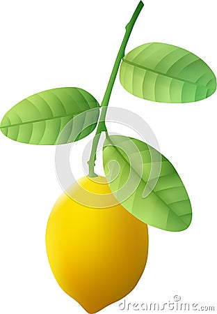 A ripe lemon weighs on a green branch Vector Illustration