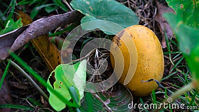 A ripe mango falling from a tree. Enhances the beauty of nature Stock Photo