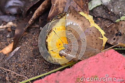 Brown Butterfly drinking mango nector Stock Photo