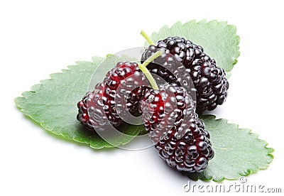 Ripe mulberries. Stock Photo
