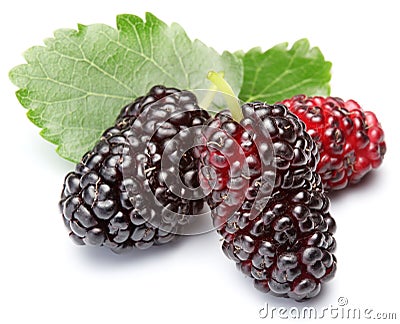 Ripe mulberries. Stock Photo