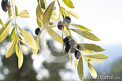 Ripe olives Stock Photo