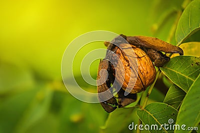 Ripe open green walnut fruit on branch Stock Photo