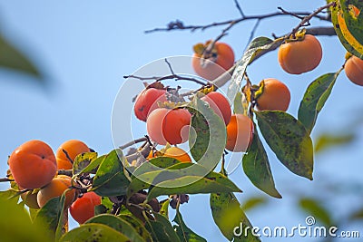 Ripe orange persimmons on the persimmon tree, fruit Stock Photo