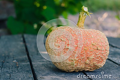 Ripe orange pumpkin on an old gray wooden table in the garden Stock Photo