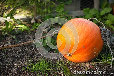 Ripe orange pumpkin in planted garden Stock Photo