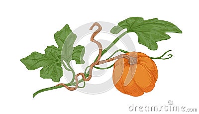 Ripe orange round pumkin growing with green leaves. Ripened autumn harvest. Fall botanical drawing in vintage style Vector Illustration