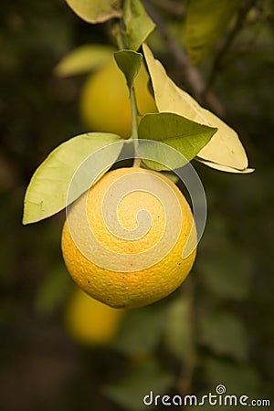 Ripe orange on tree Stock Photo