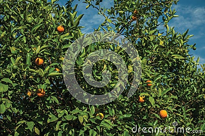 Ripe oranges on branches in a farm Stock Photo