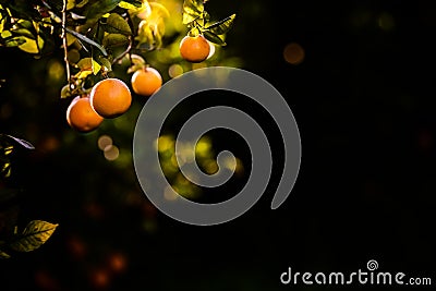 Ripe oranges loaded with vitamins hung from the orange tree in a plantation at sunset with sunbeams in the background in spring Stock Photo