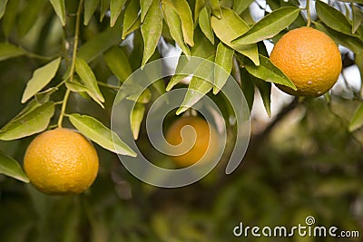 Ripe oranges on tree Stock Photo