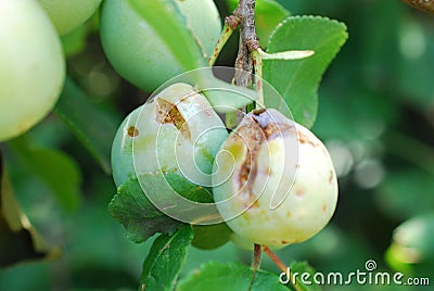 ripe orga nicplums on the tree Stock Photo