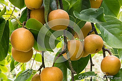 Ripe organic chinese pears hanging on pear tree at harvest time Stock Photo