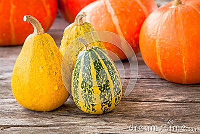 Ripe organic colored pumpkins Stock Photo