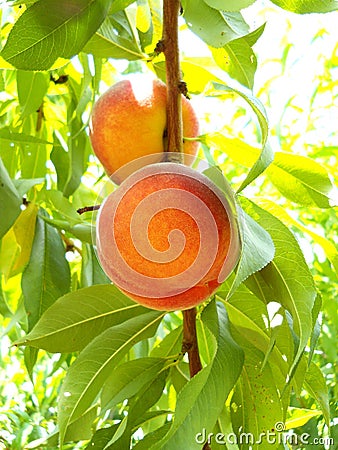 Ripe Organic Peach Stock Photo