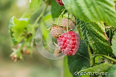 Ripe organic raspberry, growing on a branch. Stock Photo