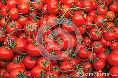 The ripe organic red bunch tomatoes. Stock Photo