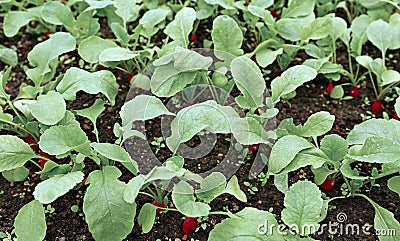 Ripe oval red radish Stock Photo