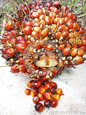 Ripe palm fruit that can be harvested Stock Photo