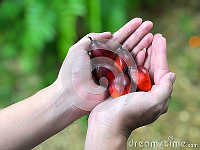 Ripe palm fruit in the hands of Asian women Stock Photo
