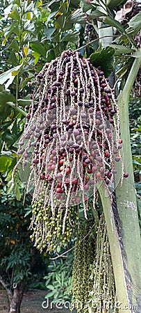 Ripe palm fruit on the tree Stock Photo