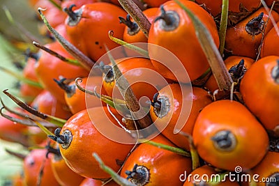 Ripe oil palm fruits, close-up, elaeis guineensis Stock Photo