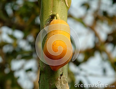 Ripe papaya fruit on the tree Stock Photo