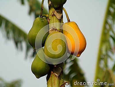 ripe papaya fruit on the tree Stock Photo